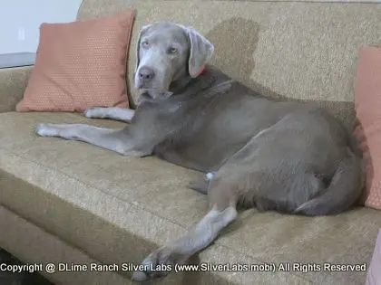 LADY LIBERTY - AKC Silver Lab Female @ Dlime Ranch Silver Lab Puppies  76 