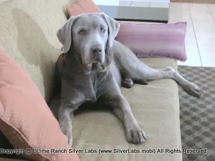 LADY LIBERTY - AKC Silver Lab Female @ Dlime Ranch Silver Lab Puppies  77 