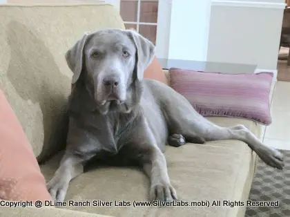 LADY LIBERTY - AKC Silver Lab Female @ Dlime Ranch Silver Lab Puppies  78 