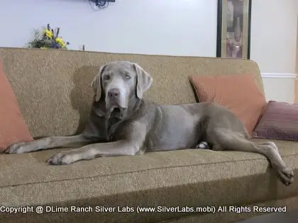 LADY LIBERTY - AKC Silver Lab Female @ Dlime Ranch Silver Lab Puppies  79 
