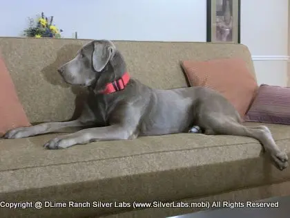 LADY LIBERTY - AKC Silver Lab Female @ Dlime Ranch Silver Lab Puppies  80 