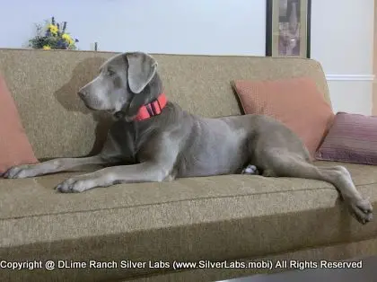 LADY LIBERTY - AKC Silver Lab Female @ Dlime Ranch Silver Lab Puppies  81 