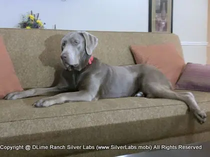 LADY LIBERTY - AKC Silver Lab Female @ Dlime Ranch Silver Lab Puppies  82 