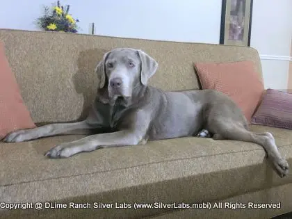 LADY LIBERTY - AKC Silver Lab Female @ Dlime Ranch Silver Lab Puppies  83 