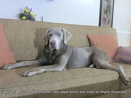 LADY LIBERTY - AKC Silver Lab Female @ Dlime Ranch Silver Lab Puppies  84 