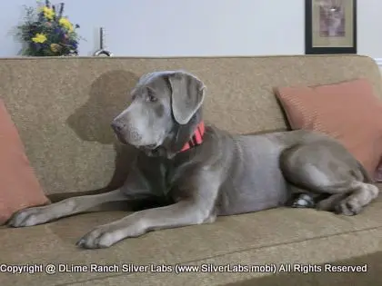LADY LIBERTY - AKC Silver Lab Female @ Dlime Ranch Silver Lab Puppies  85 