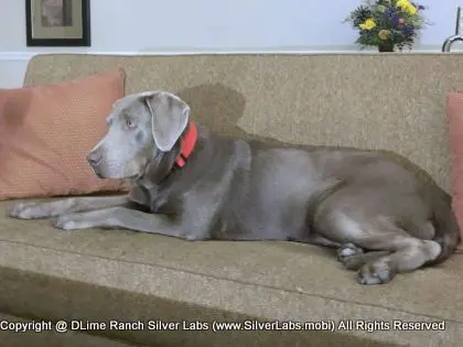 LADY LIBERTY - AKC Silver Lab Female @ Dlime Ranch Silver Lab Puppies  86 