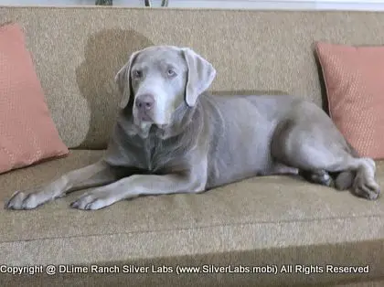 LADY LIBERTY - AKC Silver Lab Female @ Dlime Ranch Silver Lab Puppies  87 