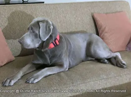 LADY LIBERTY - AKC Silver Lab Female @ Dlime Ranch Silver Lab Puppies  88 