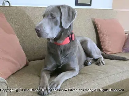 LADY LIBERTY - AKC Silver Lab Female @ Dlime Ranch Silver Lab Puppies  89 