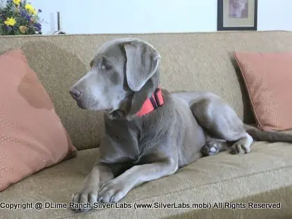 LADY LIBERTY - AKC Silver Lab Female @ Dlime Ranch Silver Lab Puppies  90 