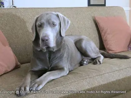 LADY LIBERTY - AKC Silver Lab Female @ Dlime Ranch Silver Lab Puppies  91 