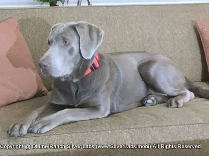 LADY LIBERTY - AKC Silver Lab Female @ Dlime Ranch Silver Lab Puppies  92 