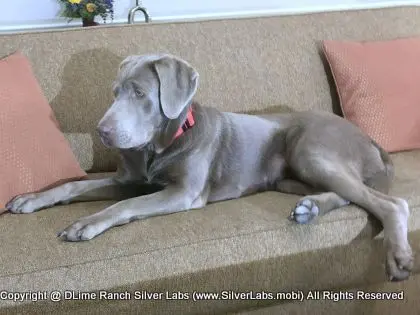 LADY LIBERTY - AKC Silver Lab Female @ Dlime Ranch Silver Lab Puppies  93 