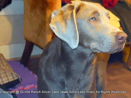 LADY MORGAN - AKC Silver Lab Female @ Dlime Ranch Silver Lab Puppies  1 