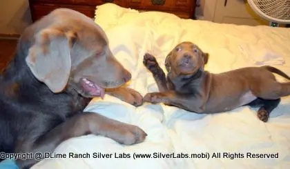 LADY MORGAN - AKC Silver Lab Female @ Dlime Ranch Silver Lab Puppies  3 