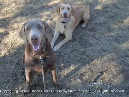 LADY MORGAN - AKC Silver Lab Female @ Dlime Ranch Silver Lab Puppies  13 