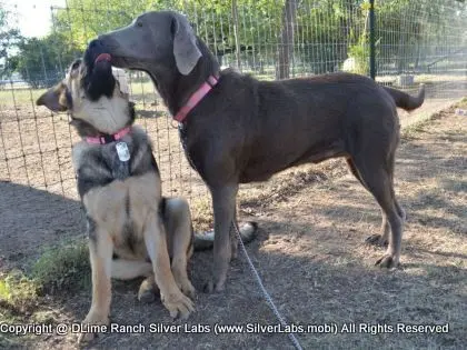 LADY MORGAN - AKC Silver Lab Female @ Dlime Ranch Silver Lab Puppies  15 
