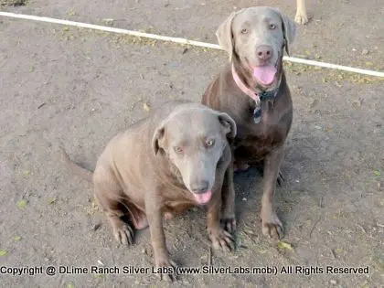 LADY MORGAN - AKC Silver Lab Female @ Dlime Ranch Silver Lab Puppies  18 