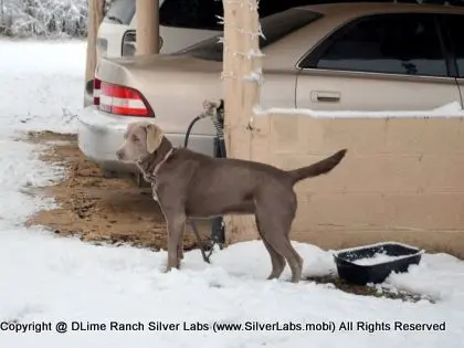 LADY MORGAN - AKC Silver Lab Female @ Dlime Ranch Silver Lab Puppies  21 