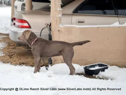 LADY MORGAN - AKC Silver Lab Female @ Dlime Ranch Silver Lab Puppies  22 