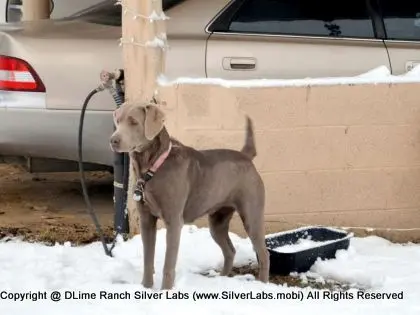LADY MORGAN - AKC Silver Lab Female @ Dlime Ranch Silver Lab Puppies  24 