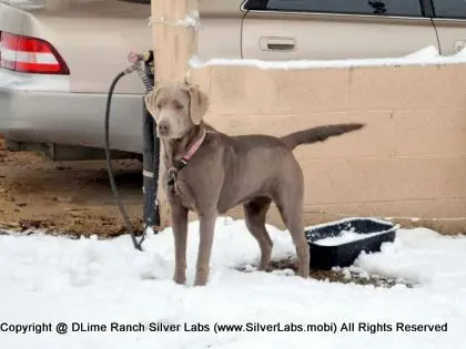 LADY MORGAN - AKC Silver Lab Female @ Dlime Ranch Silver Lab Puppies  25 