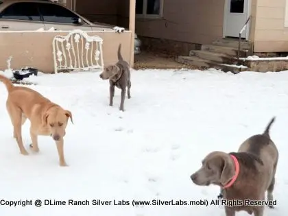 LADY MORGAN - AKC Silver Lab Female @ Dlime Ranch Silver Lab Puppies  27 