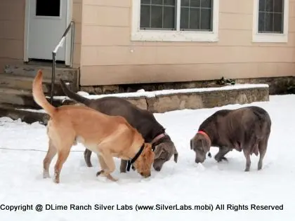 LADY MORGAN - AKC Silver Lab Female @ Dlime Ranch Silver Lab Puppies  28 