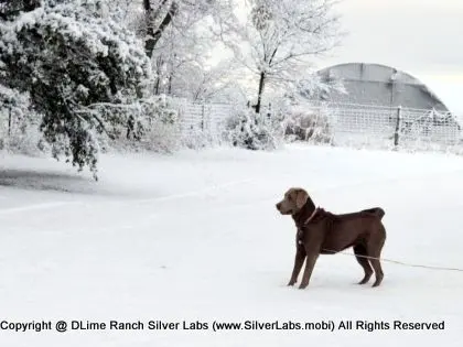 LADY MORGAN - AKC Silver Lab Female @ Dlime Ranch Silver Lab Puppies  31 