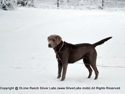 LADY MORGAN - AKC Silver Lab Female @ Dlime Ranch Silver Lab Puppies  32 