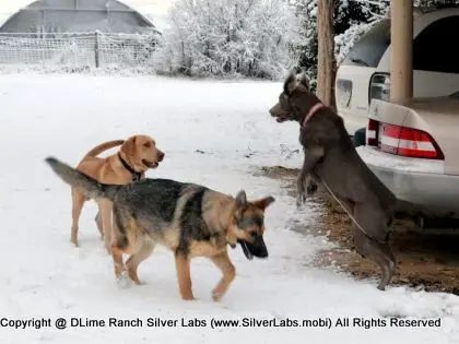 LADY MORGAN - AKC Silver Lab Female @ Dlime Ranch Silver Lab Puppies  33 