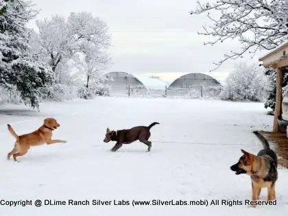 LADY MORGAN - AKC Silver Lab Female @ Dlime Ranch Silver Lab Puppies  34 