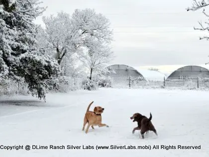 LADY MORGAN - AKC Silver Lab Female @ Dlime Ranch Silver Lab Puppies  35 