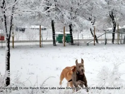 LADY MORGAN - AKC Silver Lab Female @ Dlime Ranch Silver Lab Puppies  38 