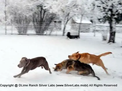 LADY MORGAN - AKC Silver Lab Female @ Dlime Ranch Silver Lab Puppies  40 
