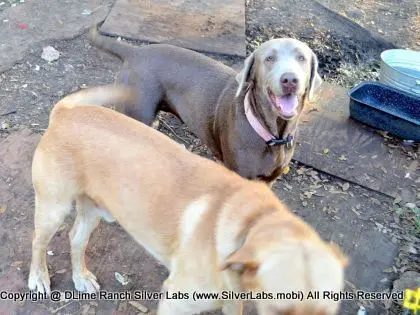 LADY MORGAN - AKC Silver Lab Female @ Dlime Ranch Silver Lab Puppies  43 