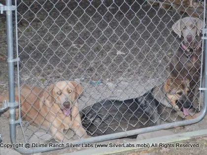 LADY MORGAN - AKC Silver Lab Female @ Dlime Ranch Silver Lab Puppies  44 