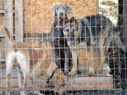 LADY MORGAN - AKC Silver Lab Female @ Dlime Ranch Silver Lab Puppies  47 