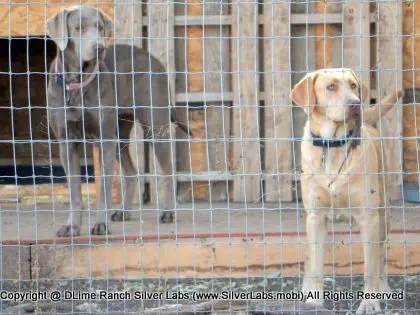 LADY MORGAN - AKC Silver Lab Female @ Dlime Ranch Silver Lab Puppies  49 