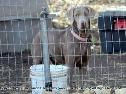 LADY MORGAN - AKC Silver Lab Female @ Dlime Ranch Silver Lab Puppies  51 