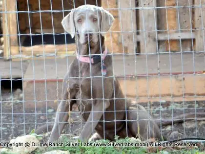 LADY MORGAN - AKC Silver Lab Female @ Dlime Ranch Silver Lab Puppies  52 