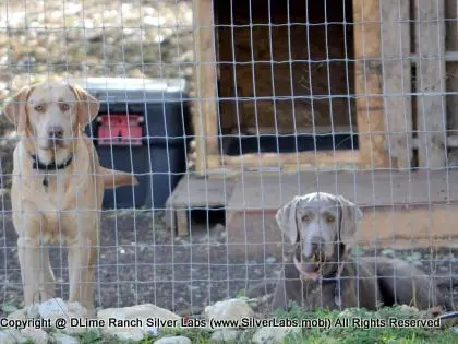 LADY MORGAN - AKC Silver Lab Female @ Dlime Ranch Silver Lab Puppies  53 