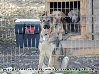 LADY MORGAN - AKC Silver Lab Female @ Dlime Ranch Silver Lab Puppies  54 