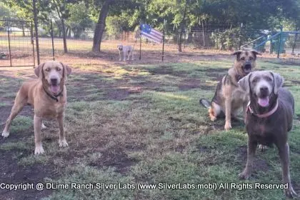 LADY MORGAN - AKC Silver Lab Female @ Dlime Ranch Silver Lab Puppies  57 