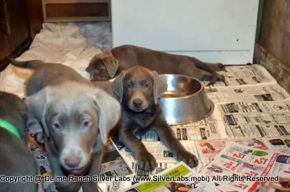Lady MORGAN - AKC Silver Lab Female @ Dlime Ranch Silver Lab Puppies  4 