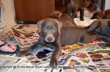 Lady MORGAN - AKC Silver Lab Female @ Dlime Ranch Silver Lab Puppies  5 