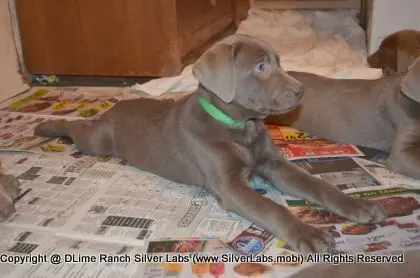 Lady MORGAN - AKC Silver Lab Female @ Dlime Ranch Silver Lab Puppies  7 