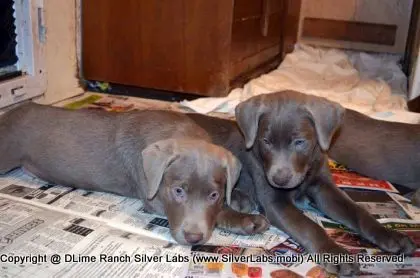 Lady MORGAN - AKC Silver Lab Female @ Dlime Ranch Silver Lab Puppies  10 