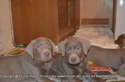 Lady MORGAN - AKC Silver Lab Female @ Dlime Ranch Silver Lab Puppies  11 